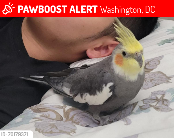 Lost Female Bird last seen WASHINGTON DC Lanier heights 14 st , Washington, DC 20009