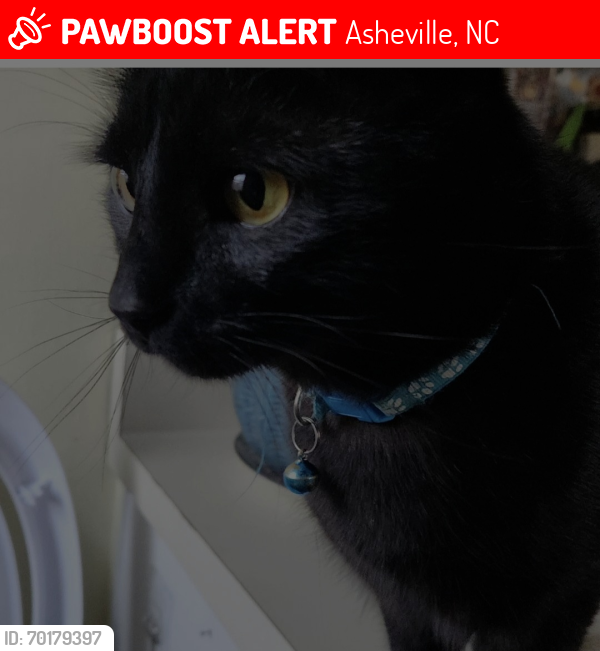 Lost Male Cat last seen Near deaverview road asheville NC 28806, Asheville, NC 28806