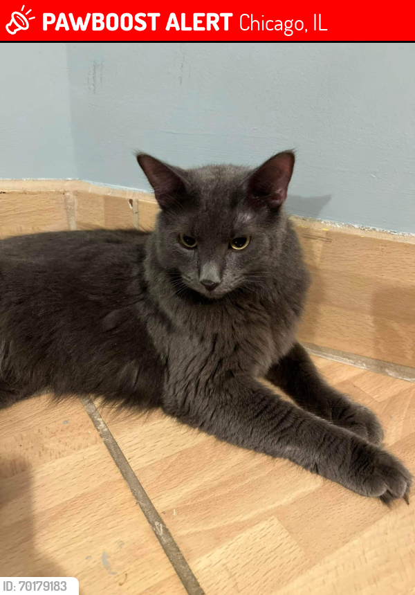 Lost Male Cat last seen Indian boundary park., Chicago, IL 60645