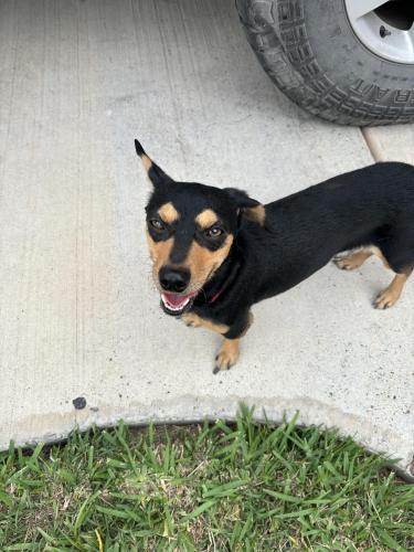 Found/Stray Male Dog last seen Near Oak Hills Dr. , Brownsville, TX 78520