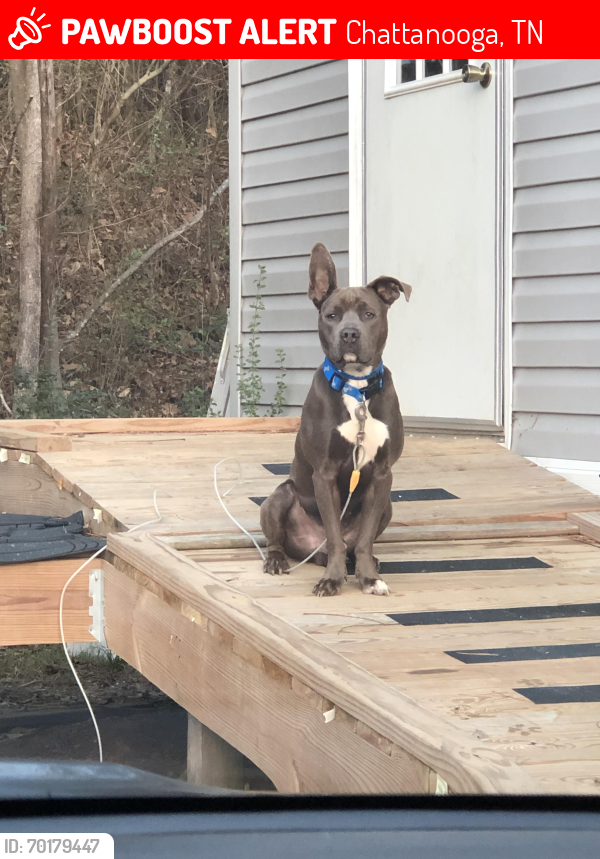 Lost Male Dog last seen Browntown / McCahill rd, Chattanooga, TN 37415