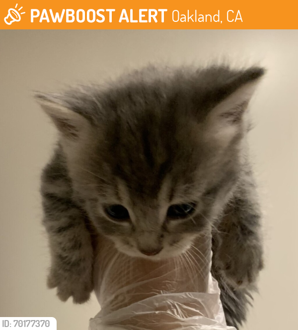 Shelter Stray Female Cat last seen Near Merced Street, SAN LEANDRO, CA, 94577, Oakland, CA 94621