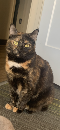 Lost Female Cat last seen Menards, Rapid City, SD 57703
