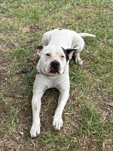 Found/Stray Female Dog last seen VICC, Brownsville, TX 78520