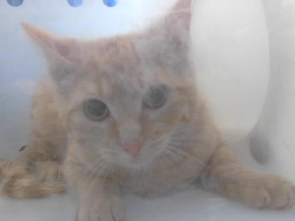 Shelter Stray Male Cat last seen Near BLOCK GLANIS DR, FAYETTEVILLE NC 28304, Fayetteville, NC 28306