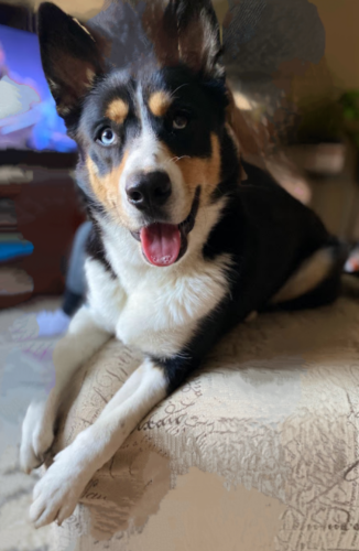 Lost Female Dog last seen 36th Ave South and east 36th st, Minneapolis, MN 55406