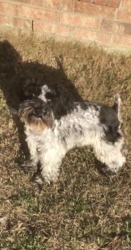Lost Male Dog last seen Corner of Rocky Creek & St. Rita, Mansfield, TX 76063
