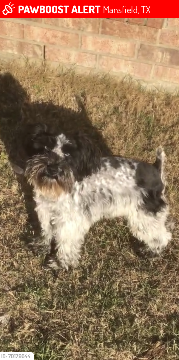 Lost Male Dog last seen Corner of Rocky Creek & St. Rita, Mansfield, TX 76063