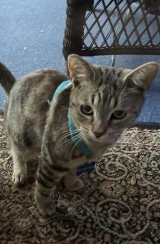 Lost Male Cat last seen Cambridge Drive, Longwood, FL 32779