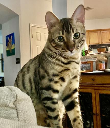 Lost Male Cat last seen Greenbelt behind 13066 Wild Heart, Helotes, Helotes, TX 78023