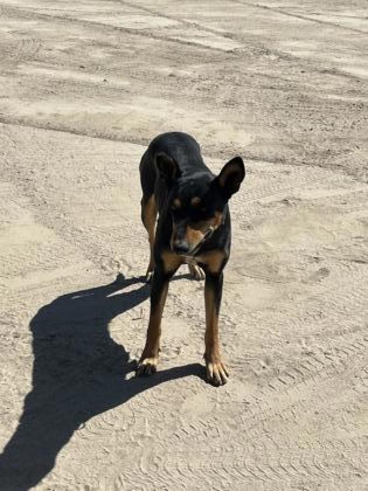 Shelter Stray Female Dog last seen S Fig Ave & W Central Ave, Fresno Zone Fresno CO 1 93706, , Fresno, CA 93706