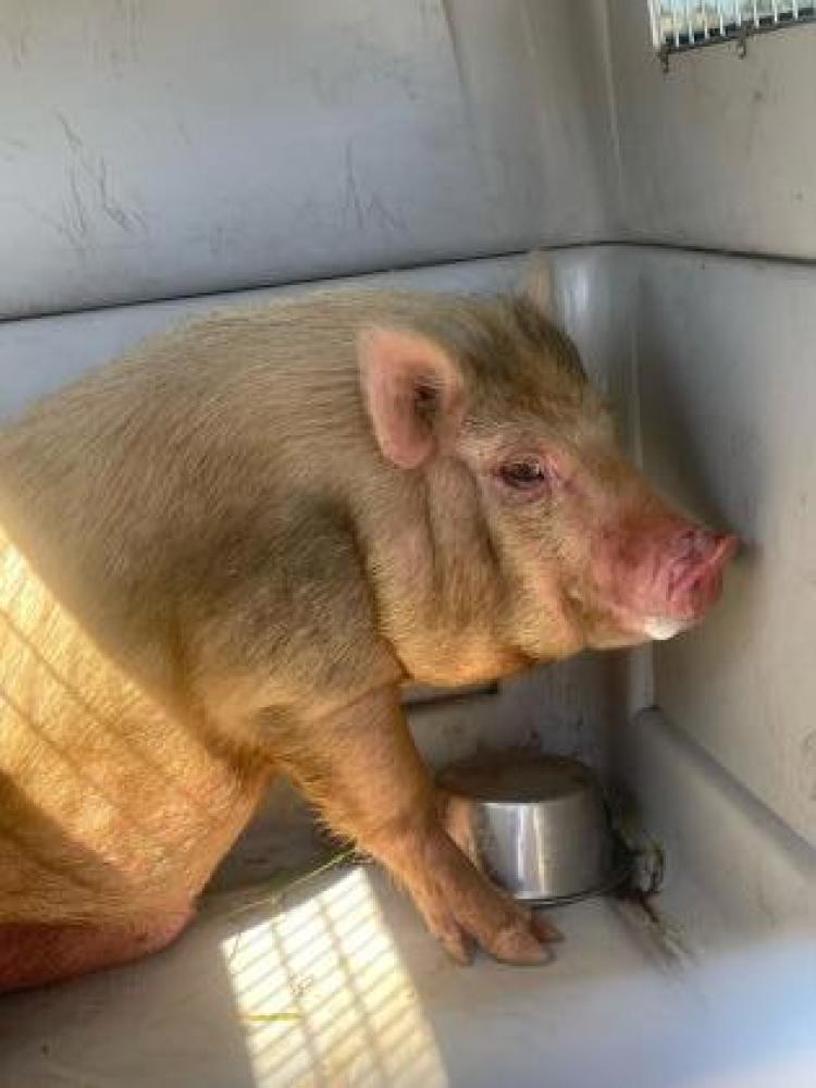 Shelter Stray Male Pig last seen Grantland & Ashlan, Fresno Zone Fresno CO 2 93723, CA, Fresno, CA 93706