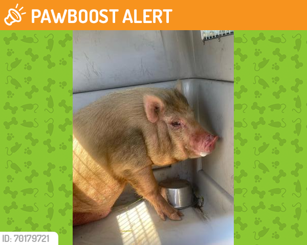 Shelter Stray Male Pig last seen Grantland & Ashlan, Fresno Zone Fresno CO 2 93723, CA, Fresno, CA 93706