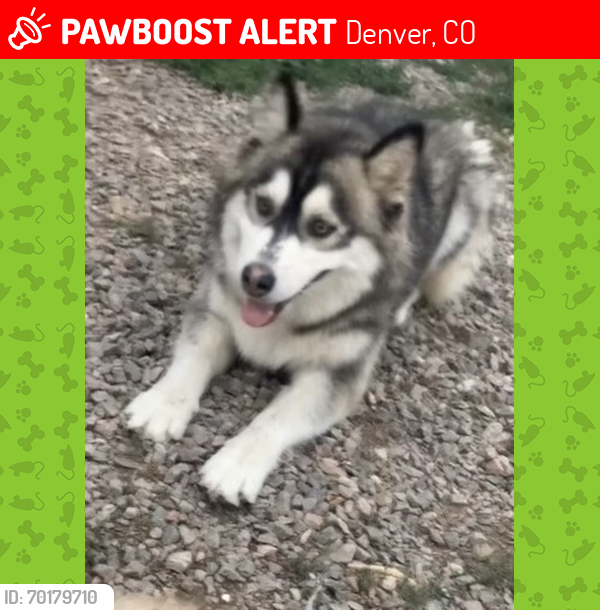 Lost Female Dog last seen Mississippi y tejon, Denver, CO 80247
