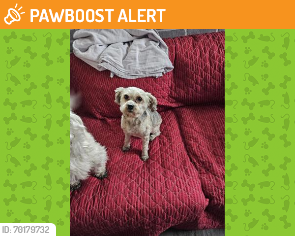 Shelter Stray Male Dog last seen Park Forest, IL , Matteson, IL 60443