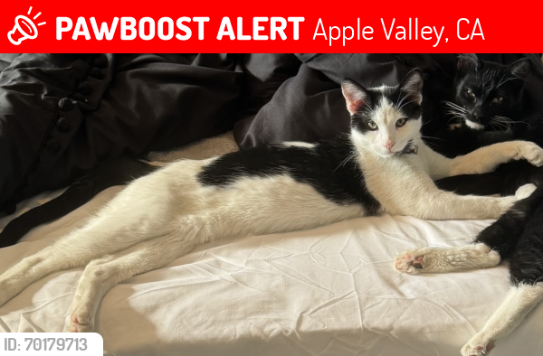 Lost Male Cat last seen Kiowa/rancherias, Apple Valley, CA 92307