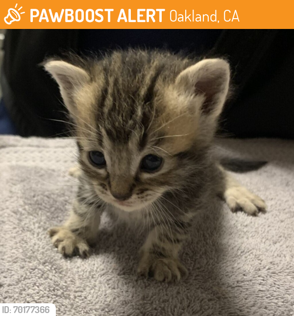 Shelter Stray Male Cat last seen Near Merced Street, SAN LEANDRO, CA, 94577, Oakland, CA 94621