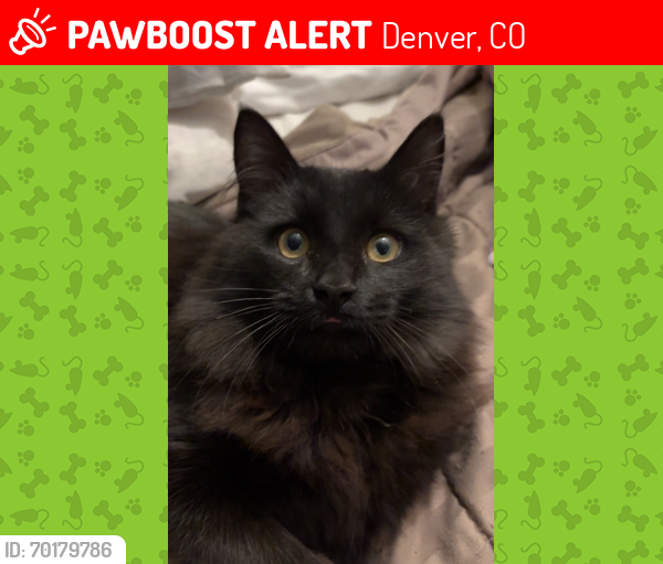 Lost Male Cat last seen Near Atchison Way, Denver, CO 80239