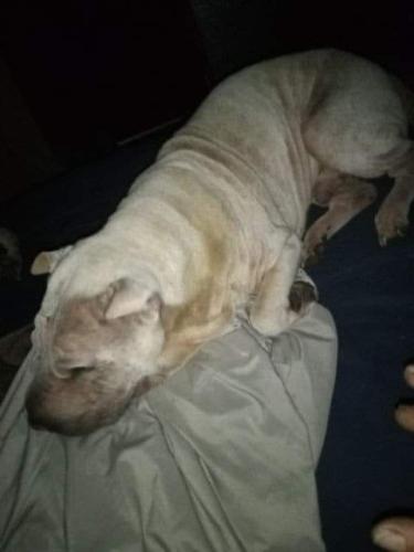 Lost Male Dog last seen Mandeville La, Mandeville, LA 70448