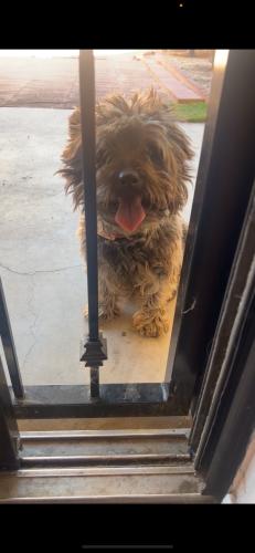 Lost Male Dog last seen Speedway and houghton, Tanque Verde, AZ 85748