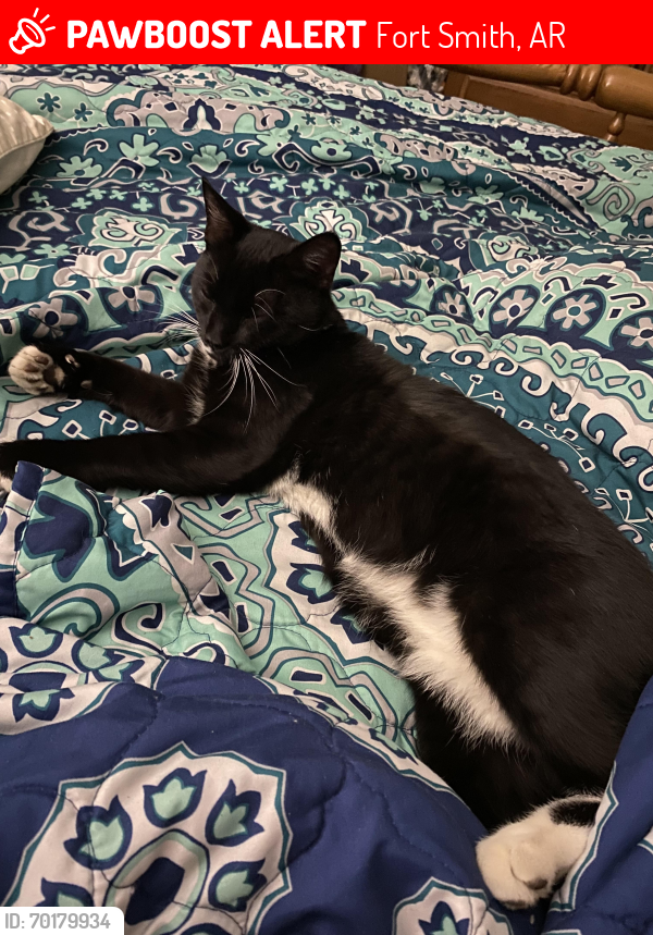 Lost Male Cat last seen Kitties and Kanines, Fort Smith, AR 72903