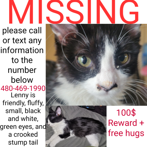 Lost Unknown Cat last seen Ocotillo and recker, Chandler, AZ 85224