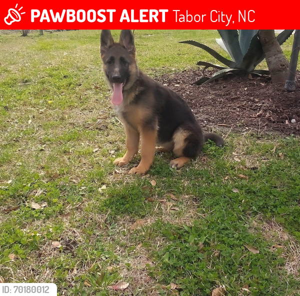 Lost Female Dog last seen Near Dothan Rd, Tabor City, NC 28463, Tabor City, NC 28463