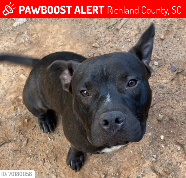 Lost Male Dog last seen Bear Creek/ Smyrna Church/ Grover Wilson/ NorthEast Miles Road , Richland County, SC 29045