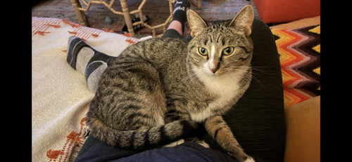Lost Female Cat last seen S Southampton Ave & Palmetto Ave, Columbus, OH 43204