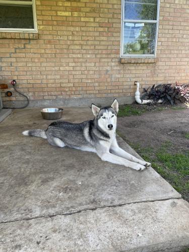Lost Male Dog last seen Susan dr and park row, Arlington, TX 76012