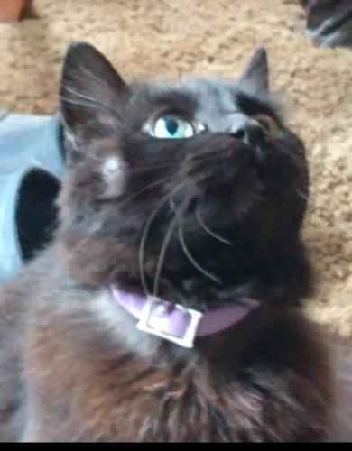 Lost Female Cat last seen 72nd and Klamath Street, Twin Lakes, CO 80221
