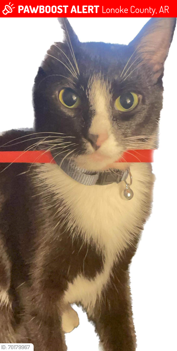 Lost Female Cat last seen Between park st Cabot ar and carisle area , Lonoke County, AR 72086
