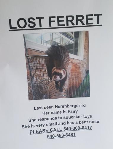 Lost Female Ferret last seen Last seen near hershberger road between Walgreens and friendship , Roanoke, VA 24012