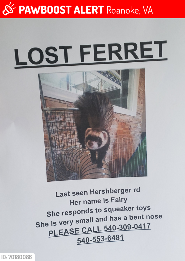 Lost Female Ferret last seen Last seen near hershberger road between Walgreens and friendship , Roanoke, VA 24012
