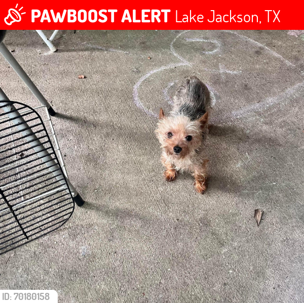 Lost Male Dog last seen Buccees, Lake Jackson, TX 77566