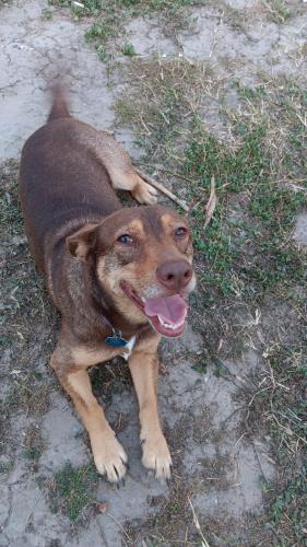 Lost Female Dog last seen Clifton dr, Corpus Christi, TX 78408