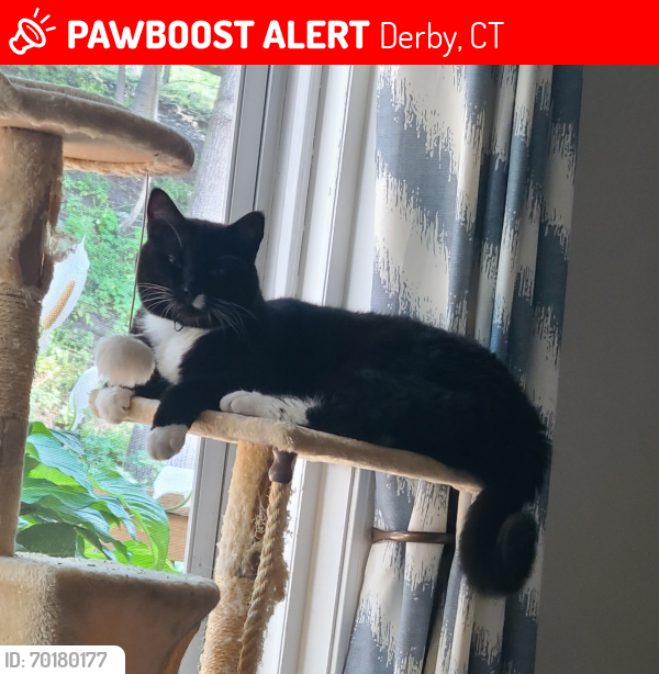 Lost Male Cat last seen New Haven avenue derby ct, Derby, CT 06418
