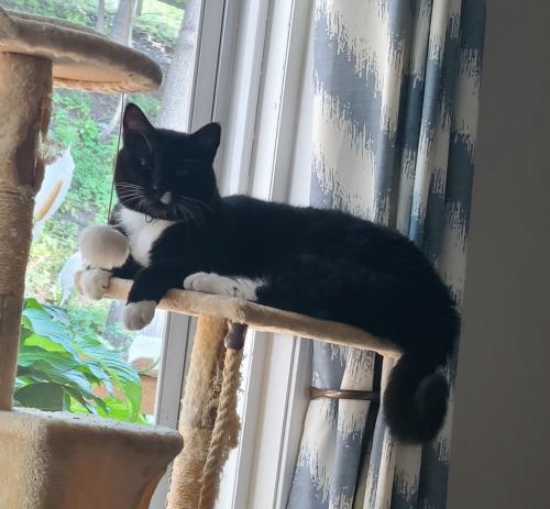Lost Male Cat last seen New Haven avenue derby ct, Derby, CT 06418