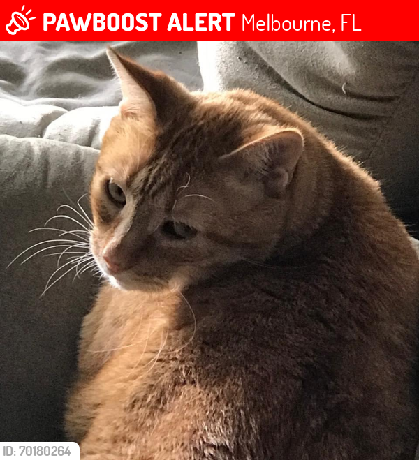 Lost Male Cat last seen Vassar street behind FIT, Melbourne, FL 32901