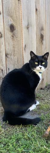 Lost Male Cat last seen Dracena & A St, Bakersfield, CA 93304