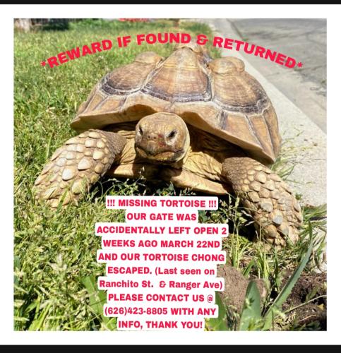 Lost Female Reptile last seen Ranchito st. & Ranger ave., El Monte, CA 91731