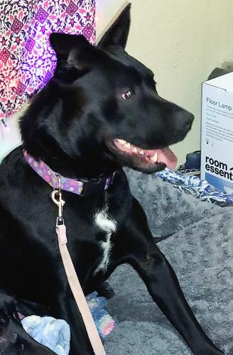 Lost Female Dog last seen Snyder Rd and Lutheran Church Rd , Dayton, OH 45426