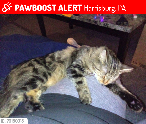 Lost Female Cat last seen Green St. Harrisburg Pa. Susquehanna Township , Harrisburg, PA 17110