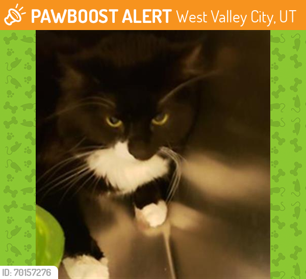 Shelter Stray Male Cat last seen Near BLOCK S REDWOOD RD, WEST VALLEY CITY UT 84123, West Valley City, UT 84120