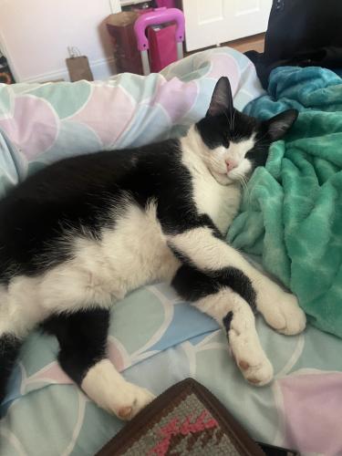 Lost Female Cat last seen Outside of the hse nottingham dr gastonia nc, Gastonia, NC 28054