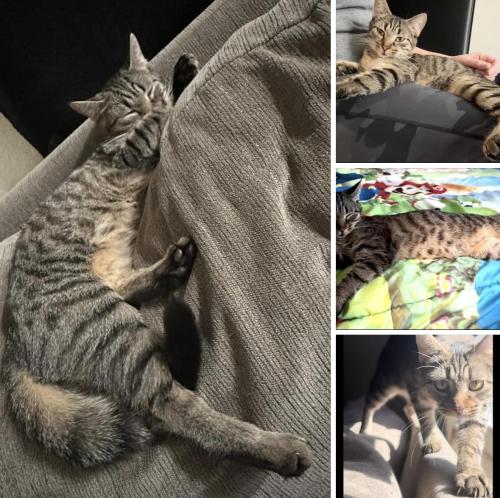 Lost Female Cat last seen Armstrong Park Rd. at South New Hope Road Gastonia, Gastonia, NC 28054