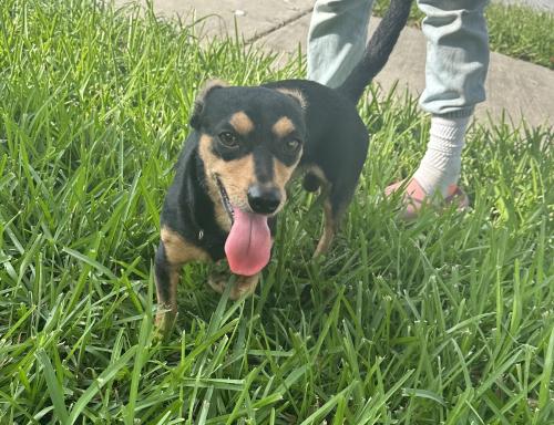 Found/Stray Male Dog last seen Street sign at the corner, Brownsville, TX 78520