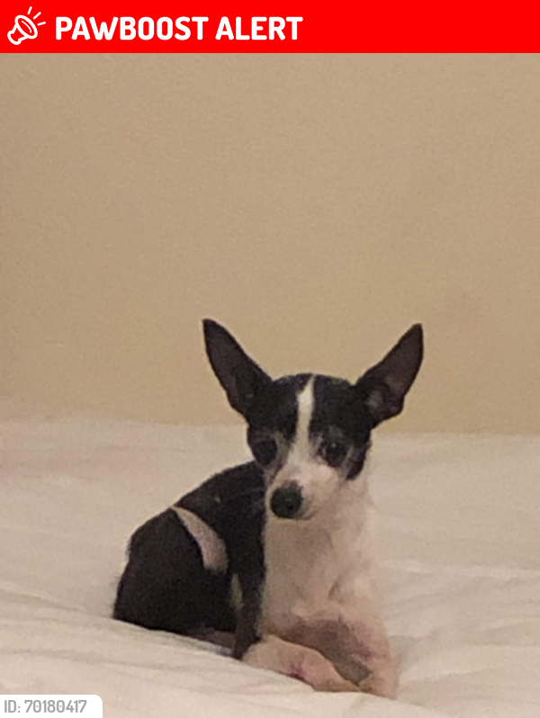 Lost Female Dog last seen White rock Ct, sunset crossing, 77469, Fort Bend County, TX 77469