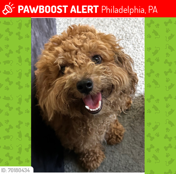 Lost Male Dog last seen 18th and Venango st Phila,PA 19140, Philadelphia, PA 19140