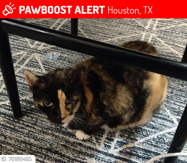 Houston TX Lost Female Cat Jekyll Is Missing PawBoost